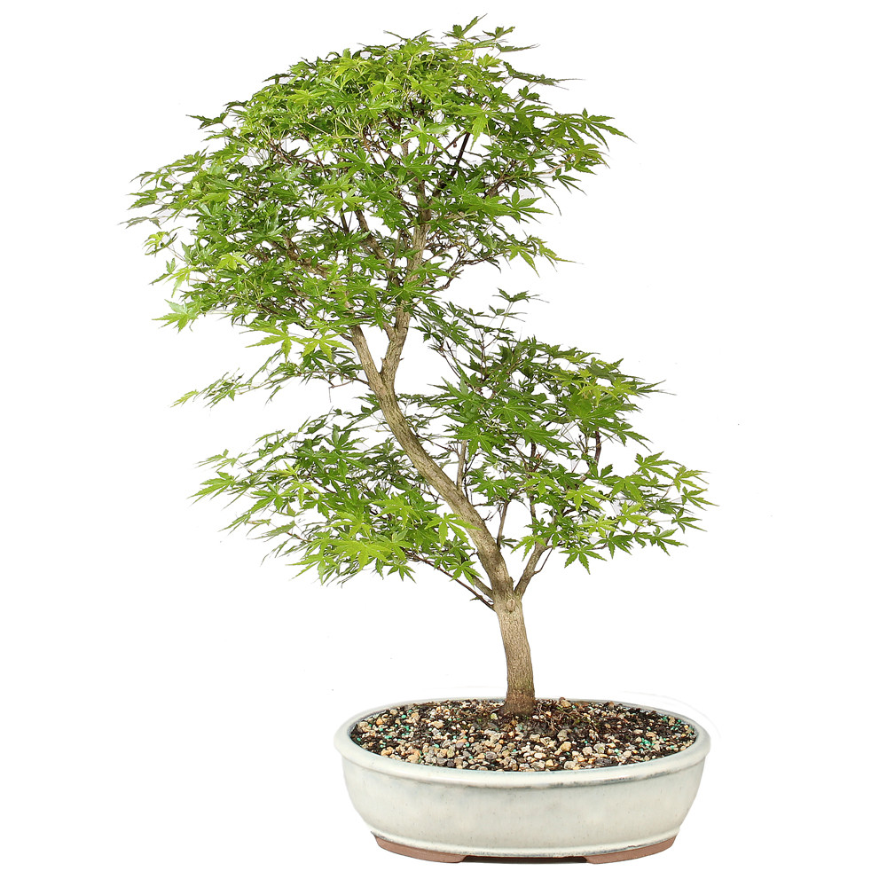 Japanese Maple in a bonsai container 