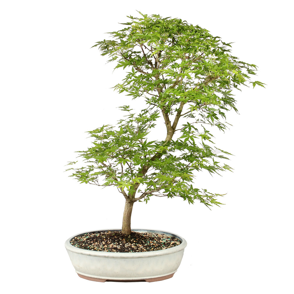 Japanese Maple back view