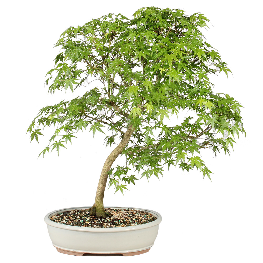 Japanese Maple in a cermaic bonsai container 