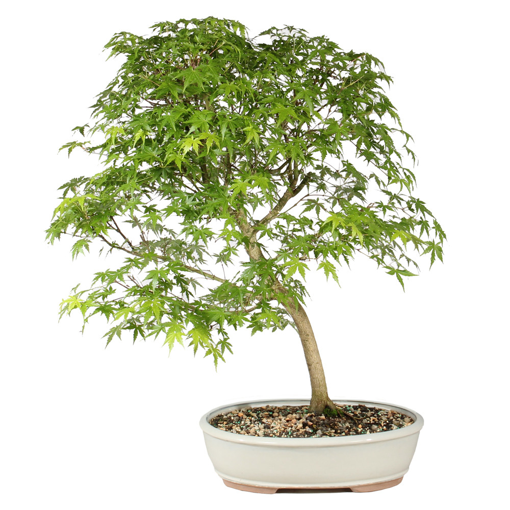 Japanese Maple back view 