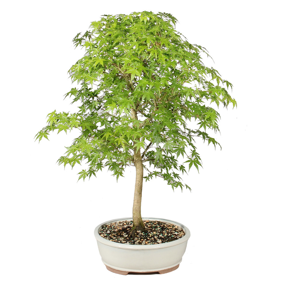 Japanese Maple left side view 