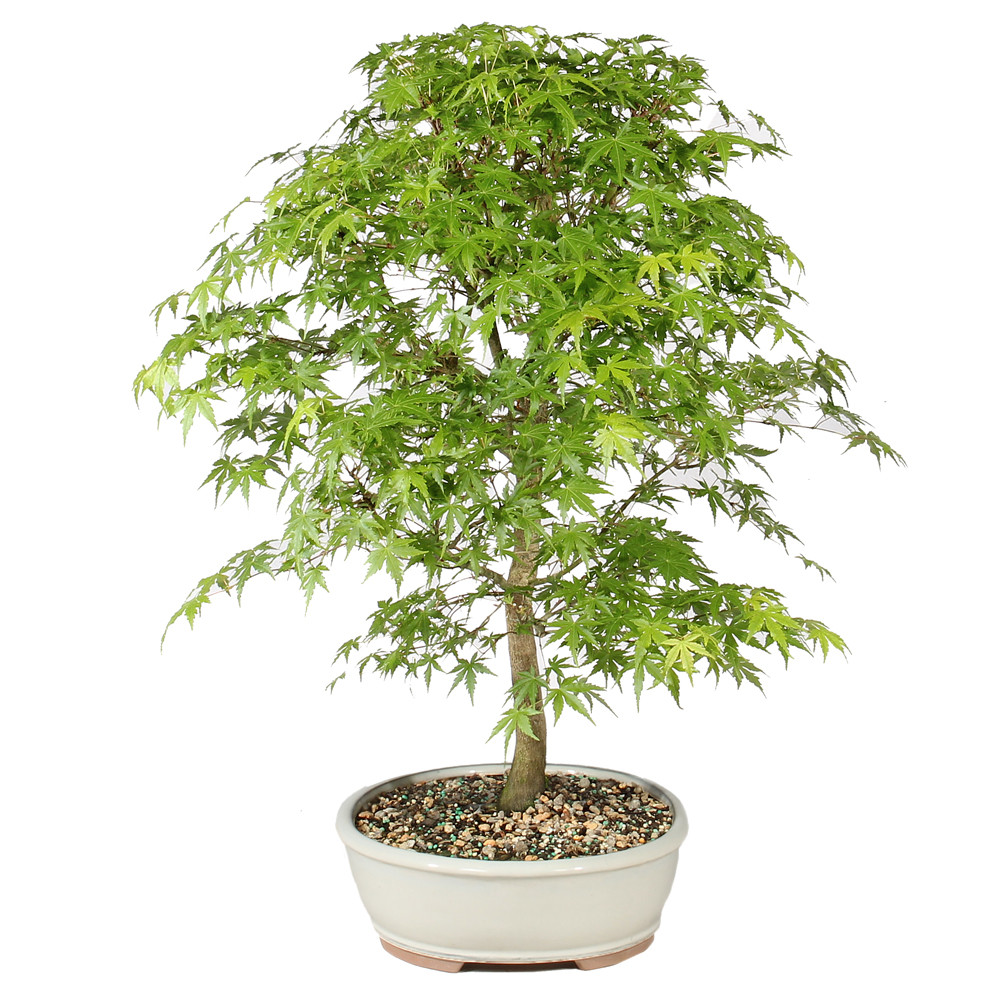 Japanese Maple right side view 