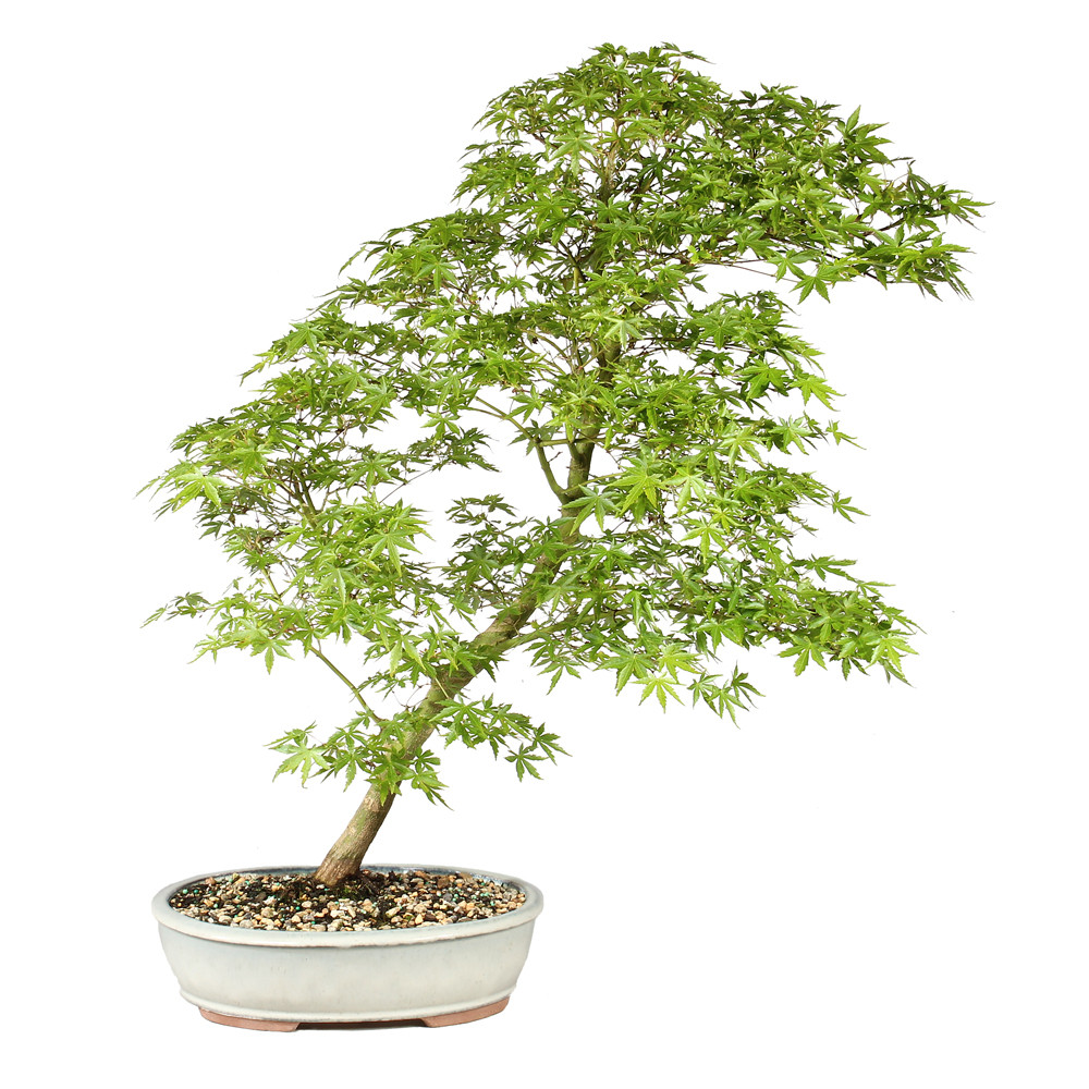 Japanese Maple back side view 