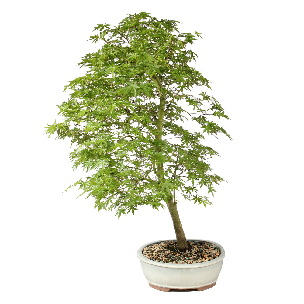 Japanese Maple left side view 
