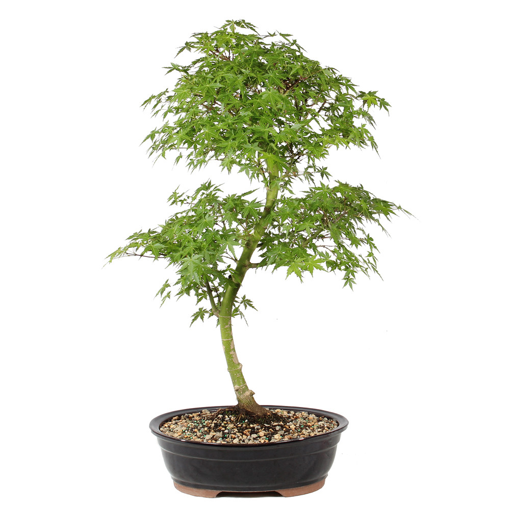 Japanese Maple in a ceramic bonsai container 