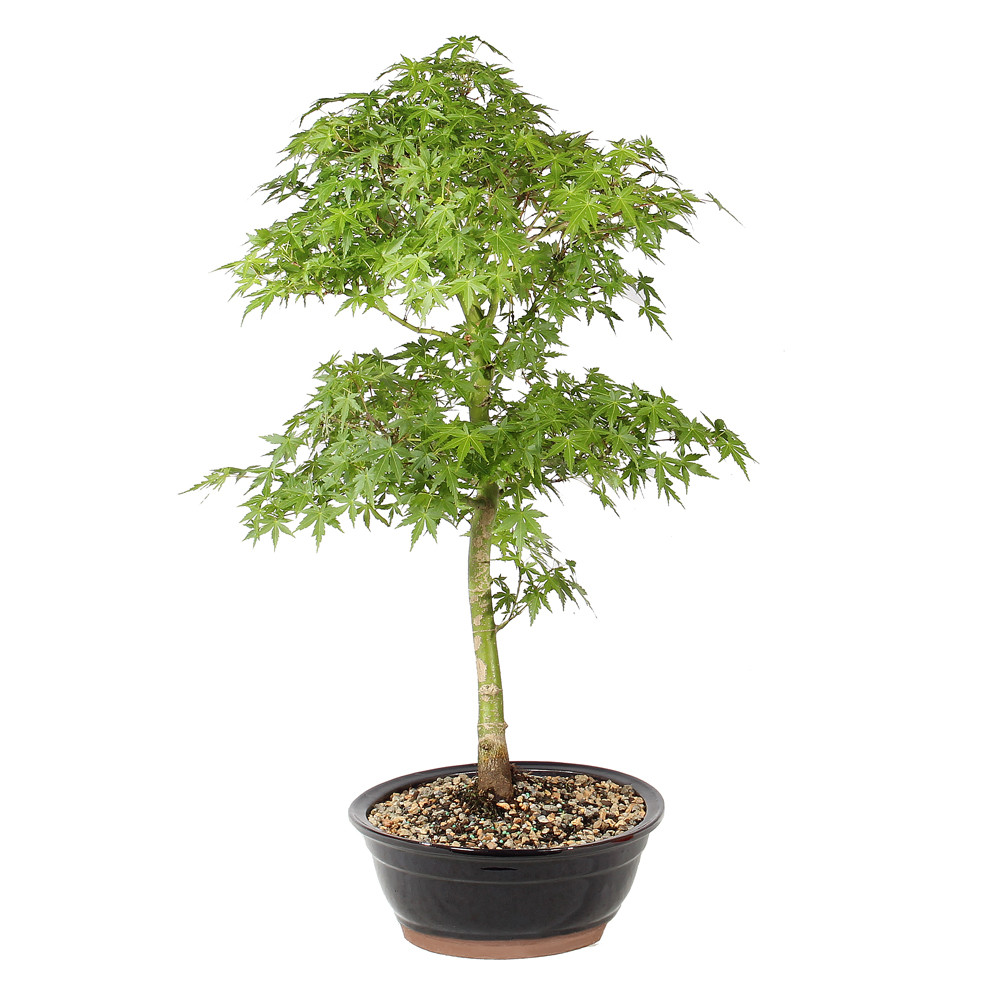 Japanese Maple right side view 