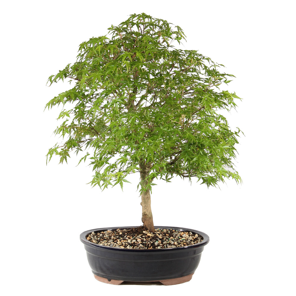 Japanese Maple back view 