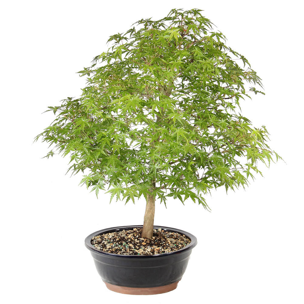 Japanese Maple left side view 
