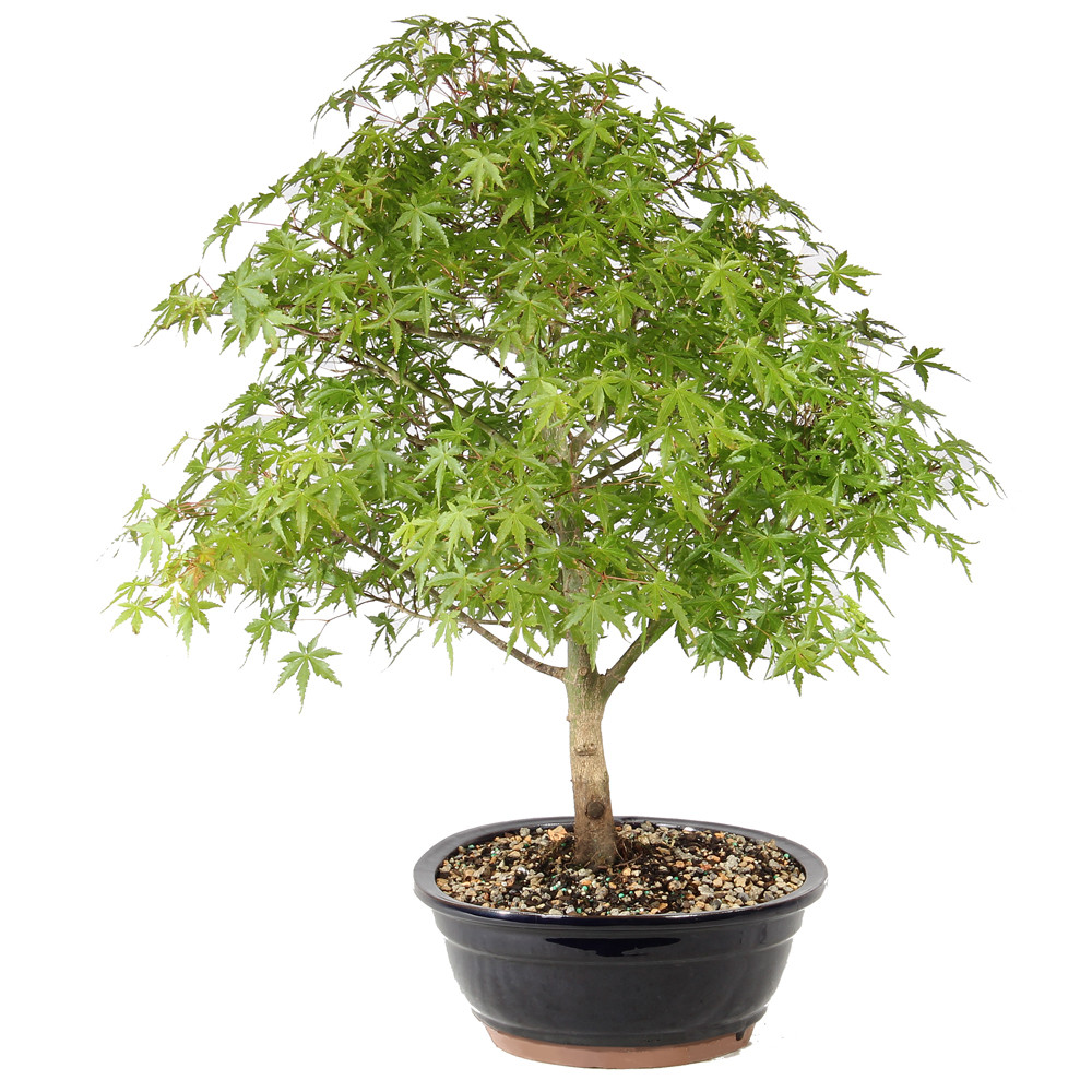 Japanese Maple right side view 