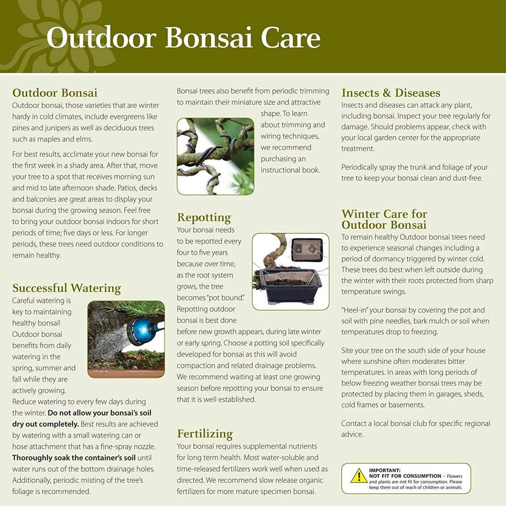 Japanese Maple outdoor proper care instructions 