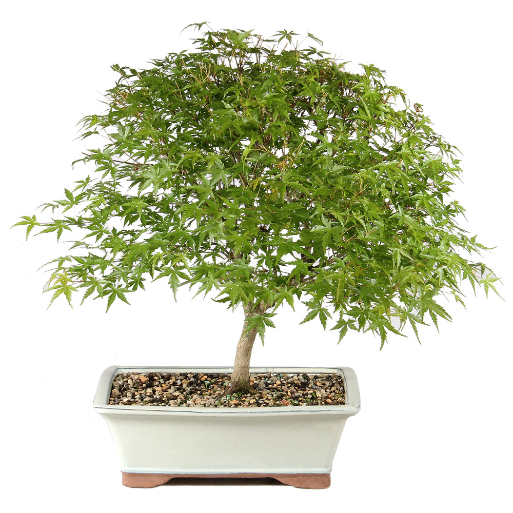 Japanese Maple back view 
