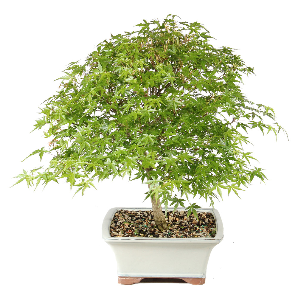 Japanese Maple left side view 