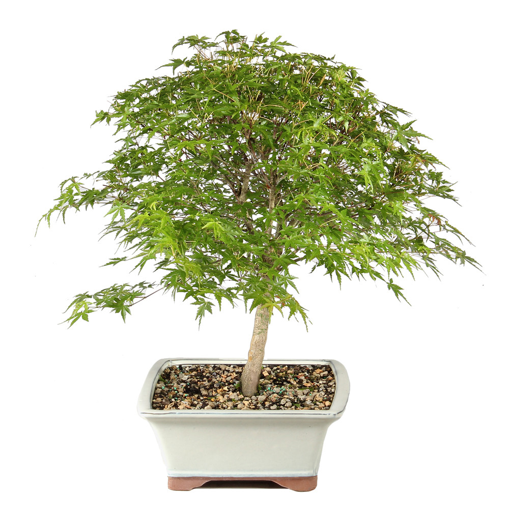 Japanese Maple right side view 