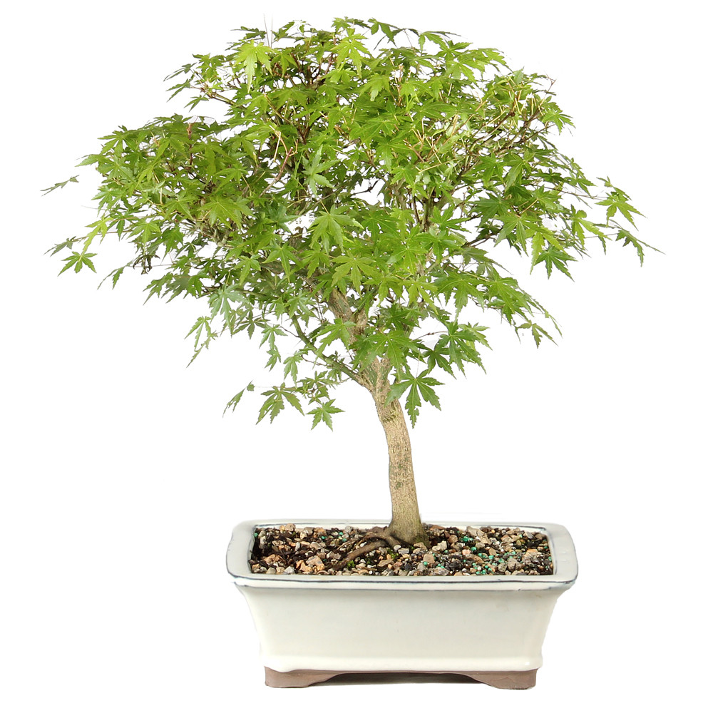 Japanese Maple in a ceramic bonsai container 