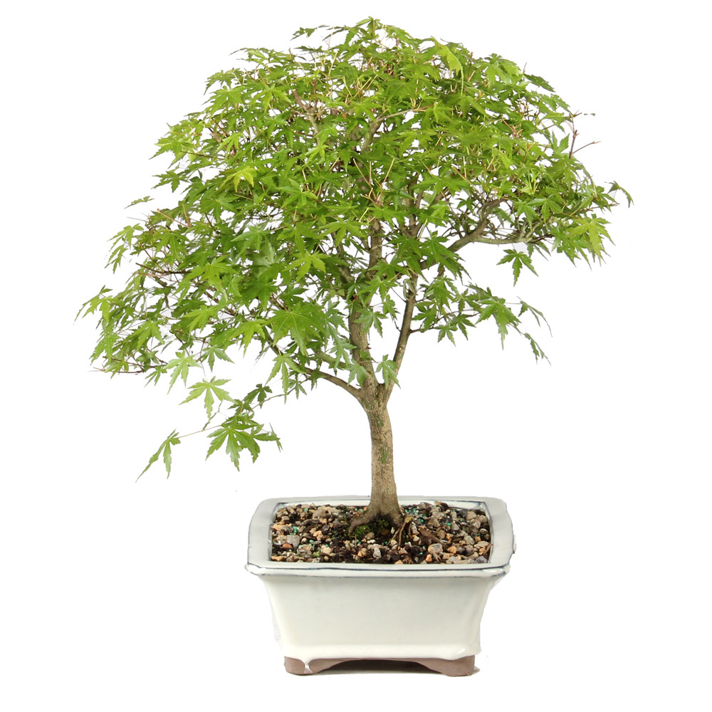 Japanese Maple left side view 