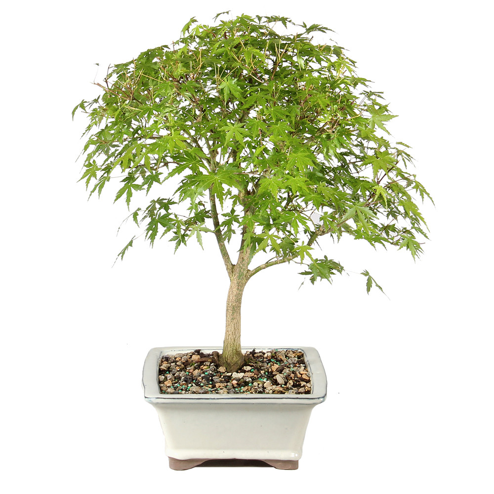Japanese Maple right side view 