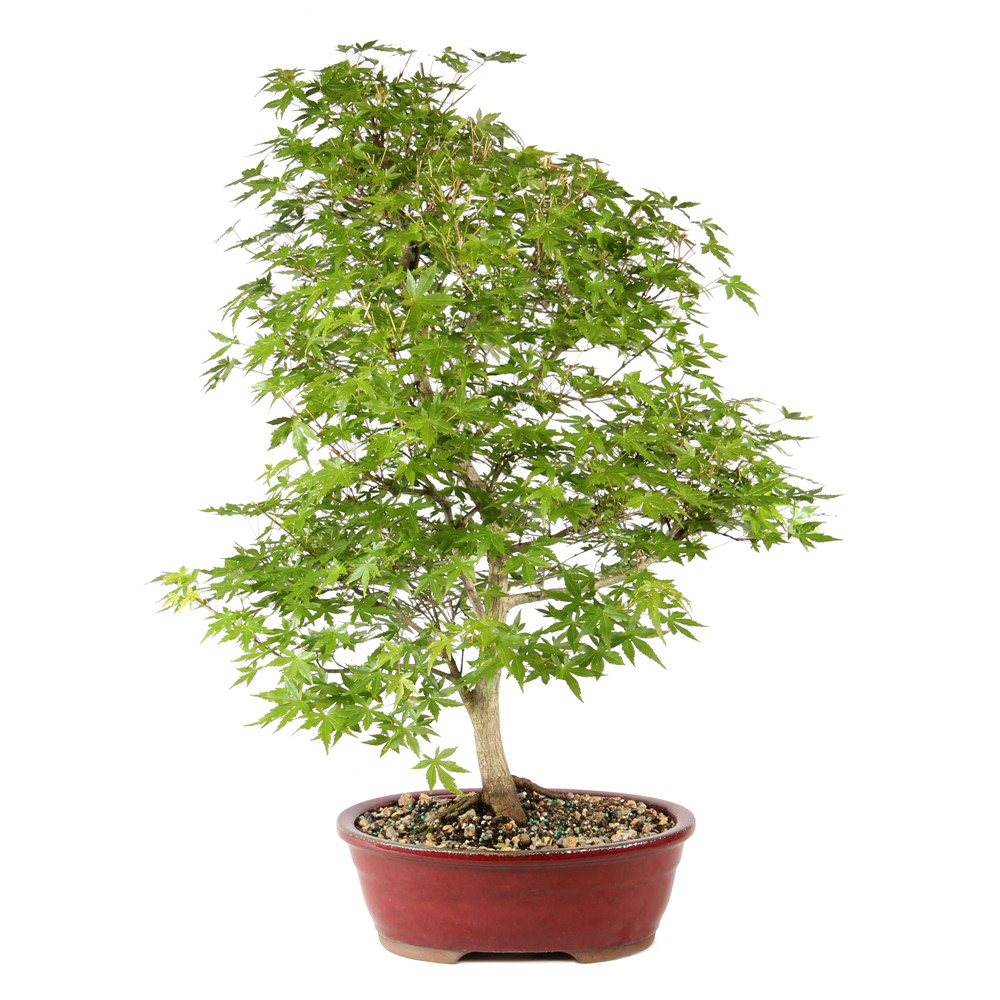 Japanese Maple back view 