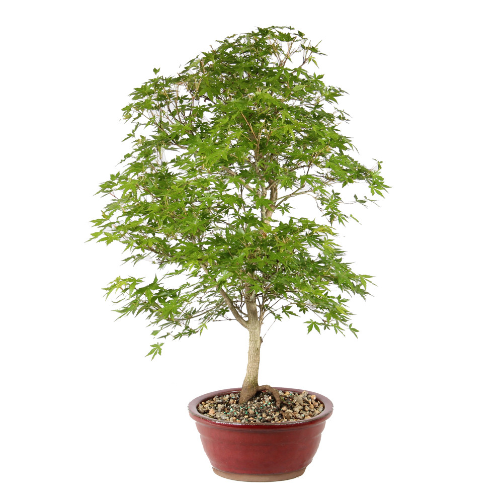 Japanese Maple left side view 