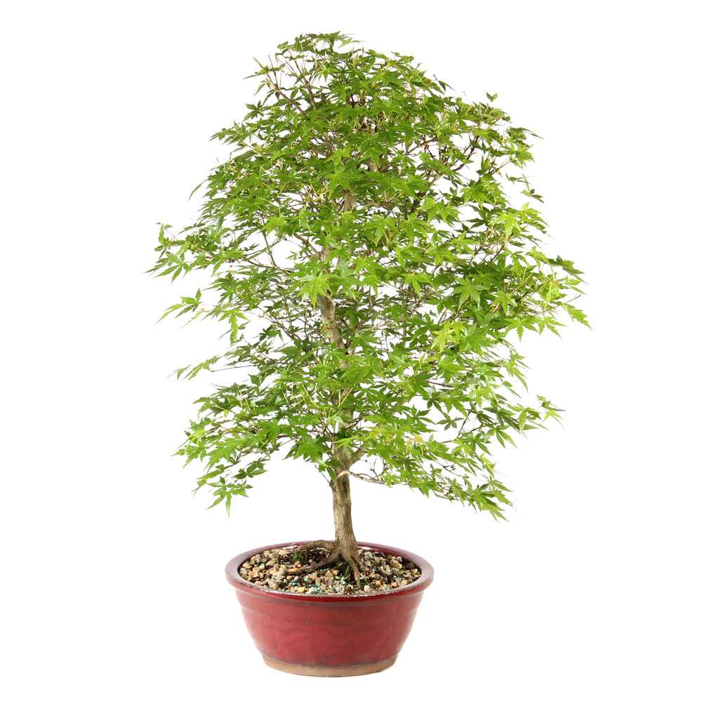 Japanese Maple right side view 