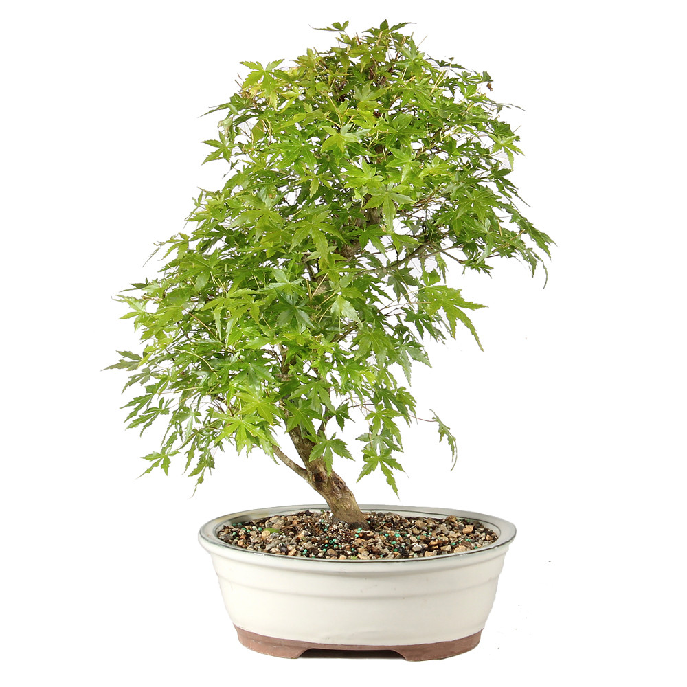 Japanese Maple in a bonsai container 