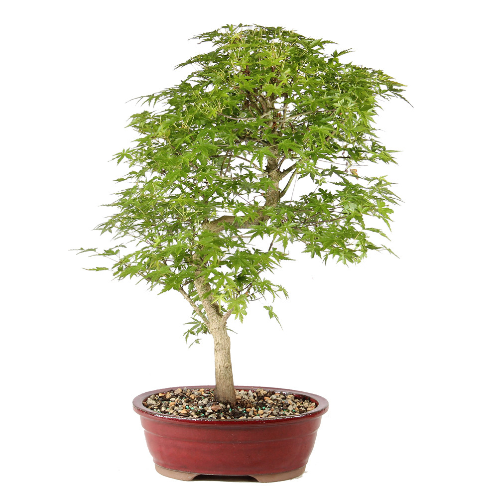 Japanese Maple in a bonsai contianer 
