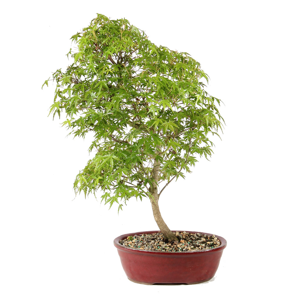 Japanese Maple back view 