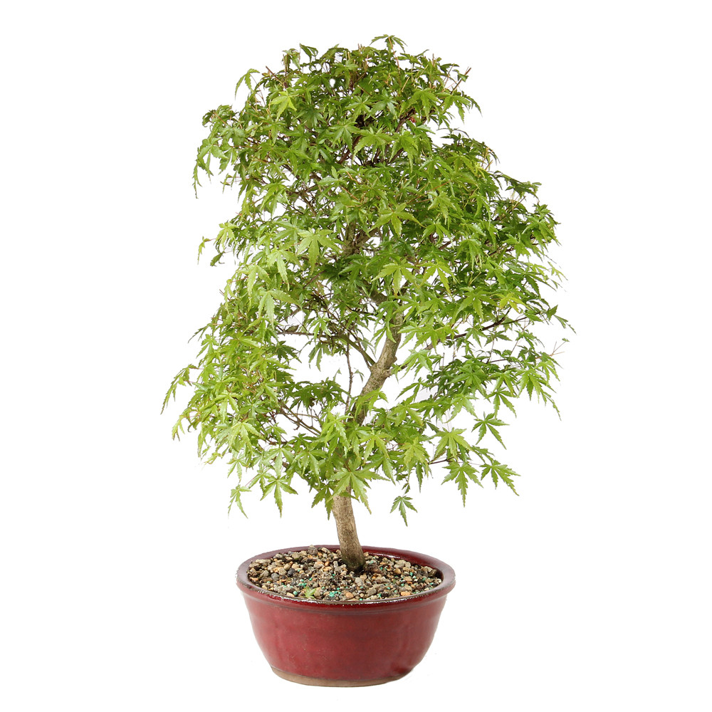 Japanese Maple right side view 