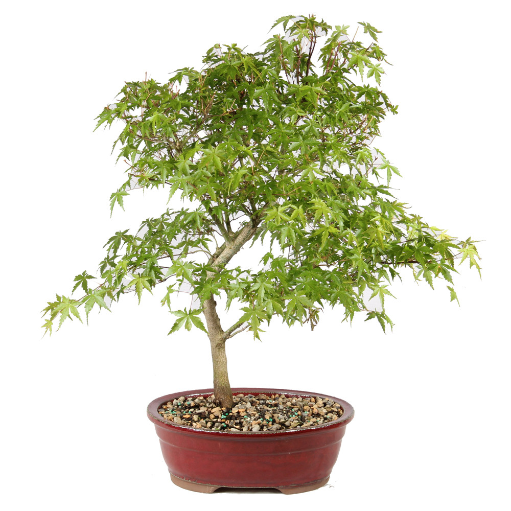 Japanese Maple back side view 