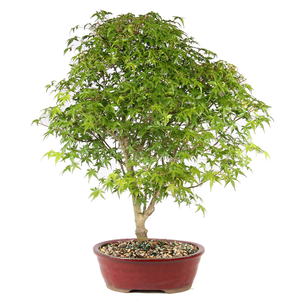 Japanese Maple in a bonsai container 