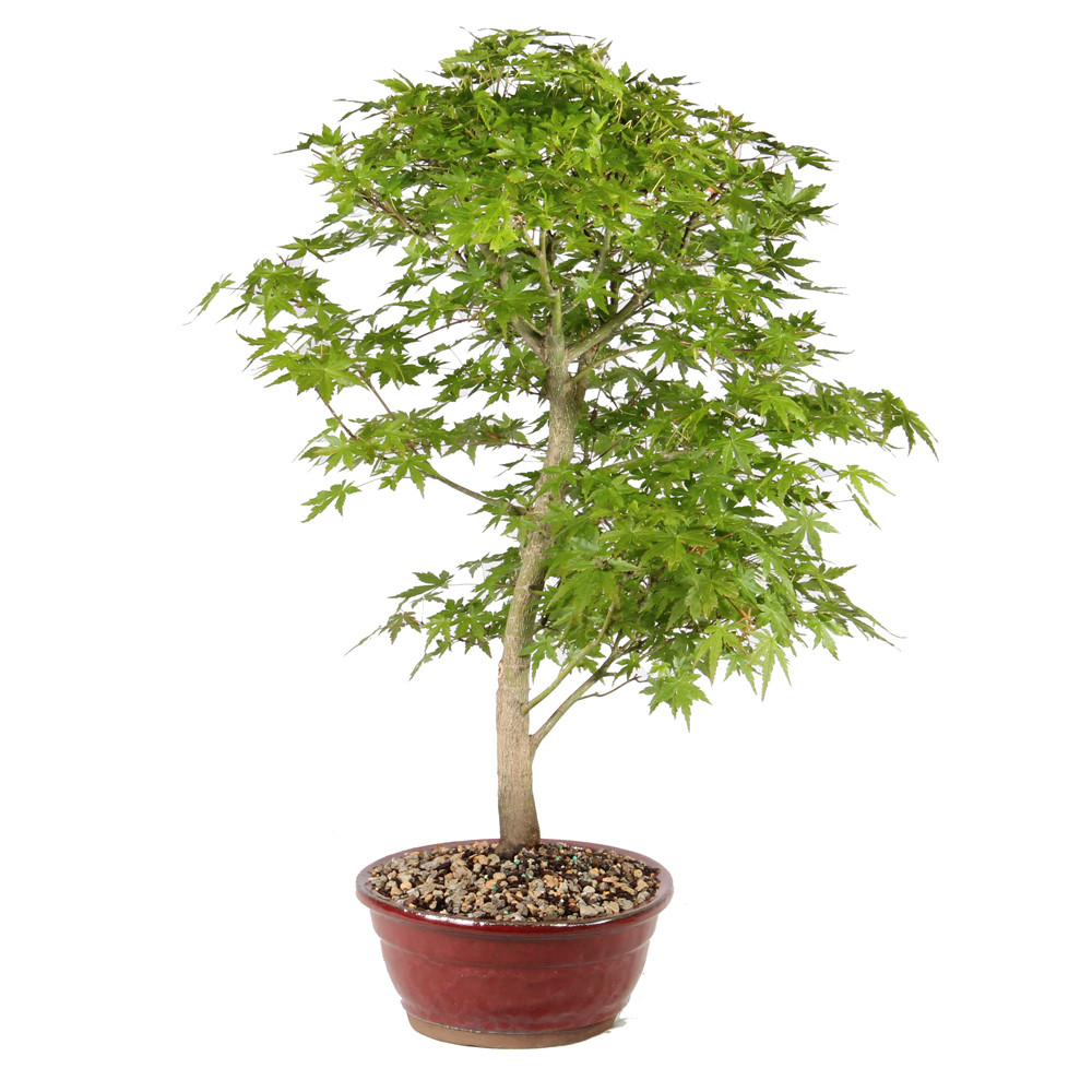 Japanese Maple right side view 
