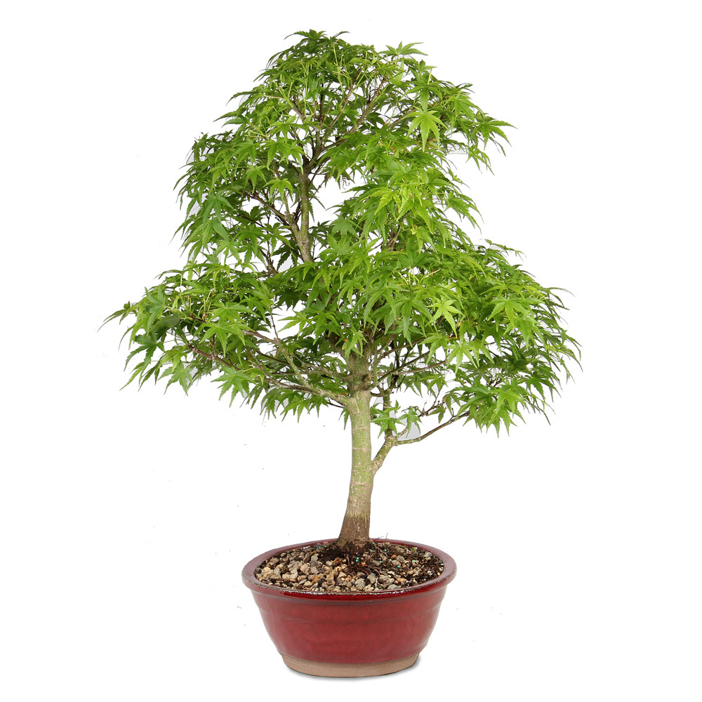 Bonsai Tree in Container