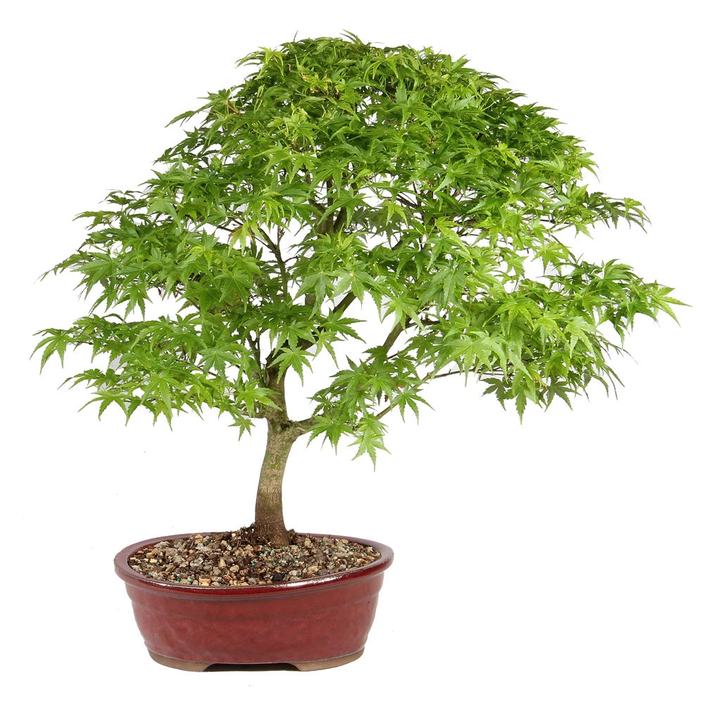 Bonsai Tree in Container