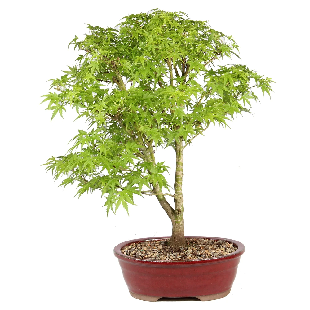 Bonsai Tree in Container