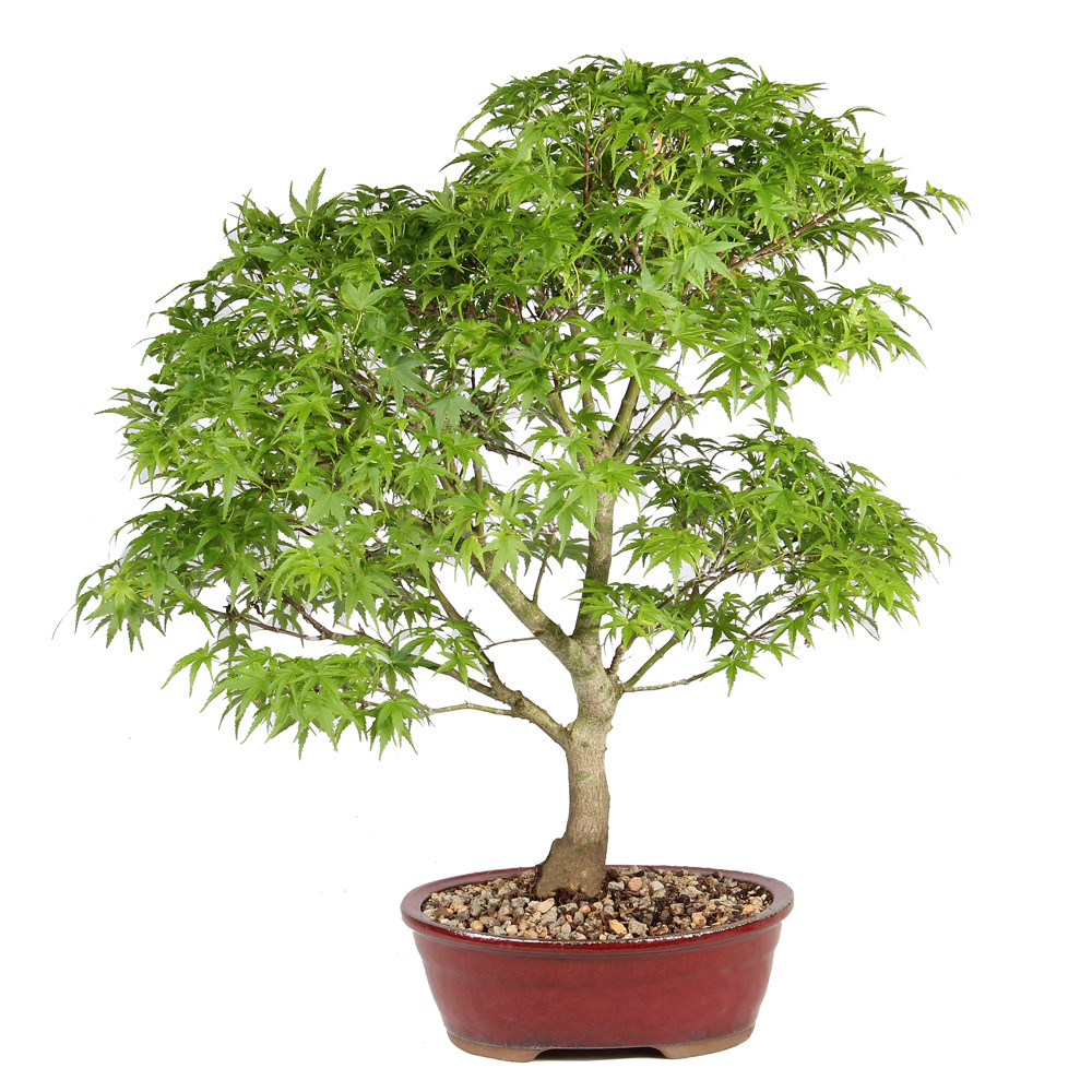 Bonsai Tree in Container