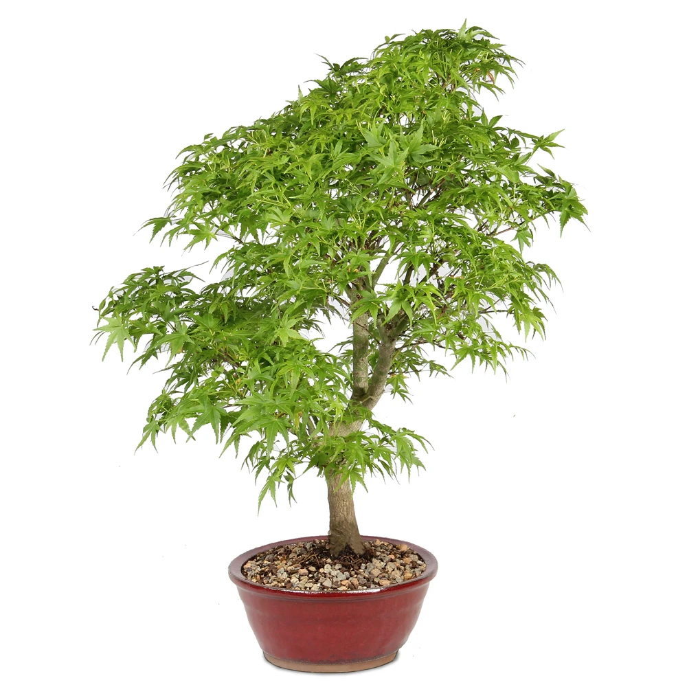 Japanese Maple - ST1326JMSP-E