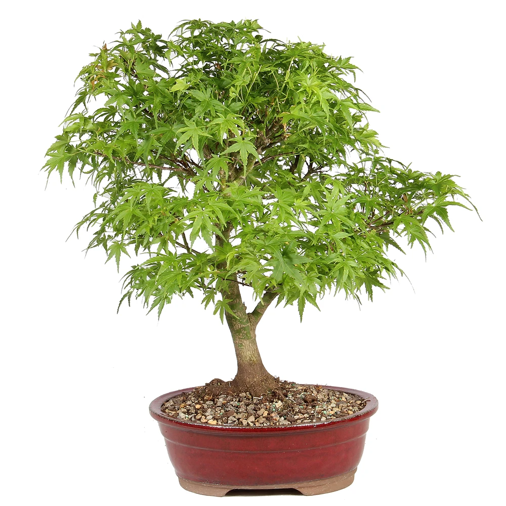 Bonsai Tree in Container