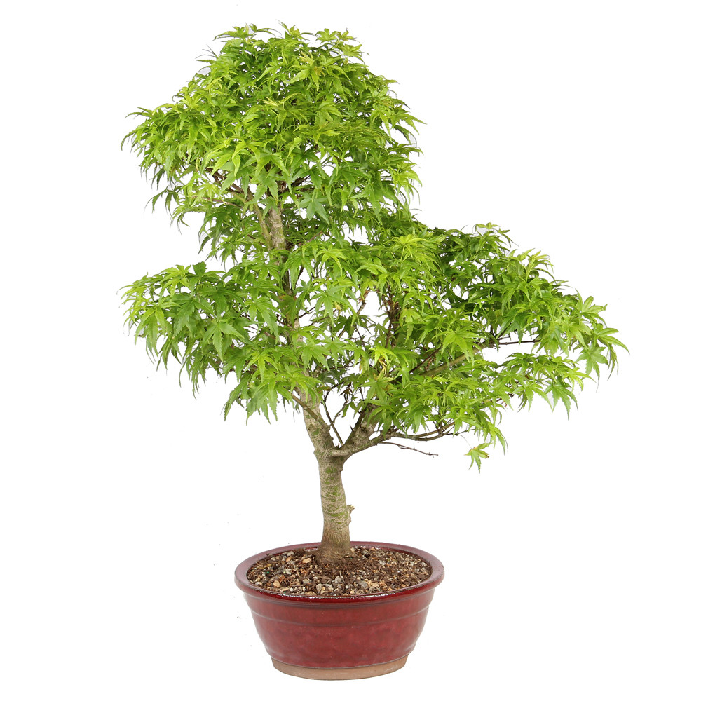 Bonsai tree in ceramic container 