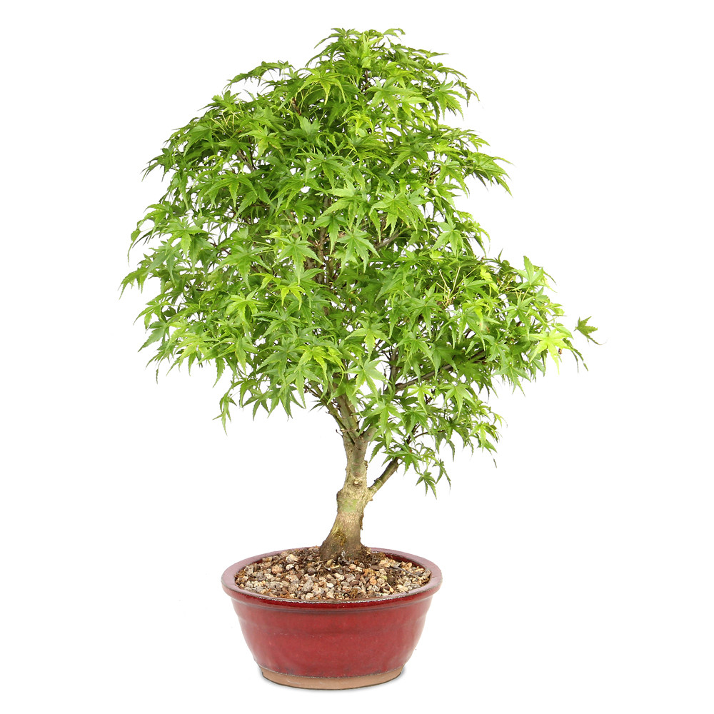 Japanese Maple  right side view 