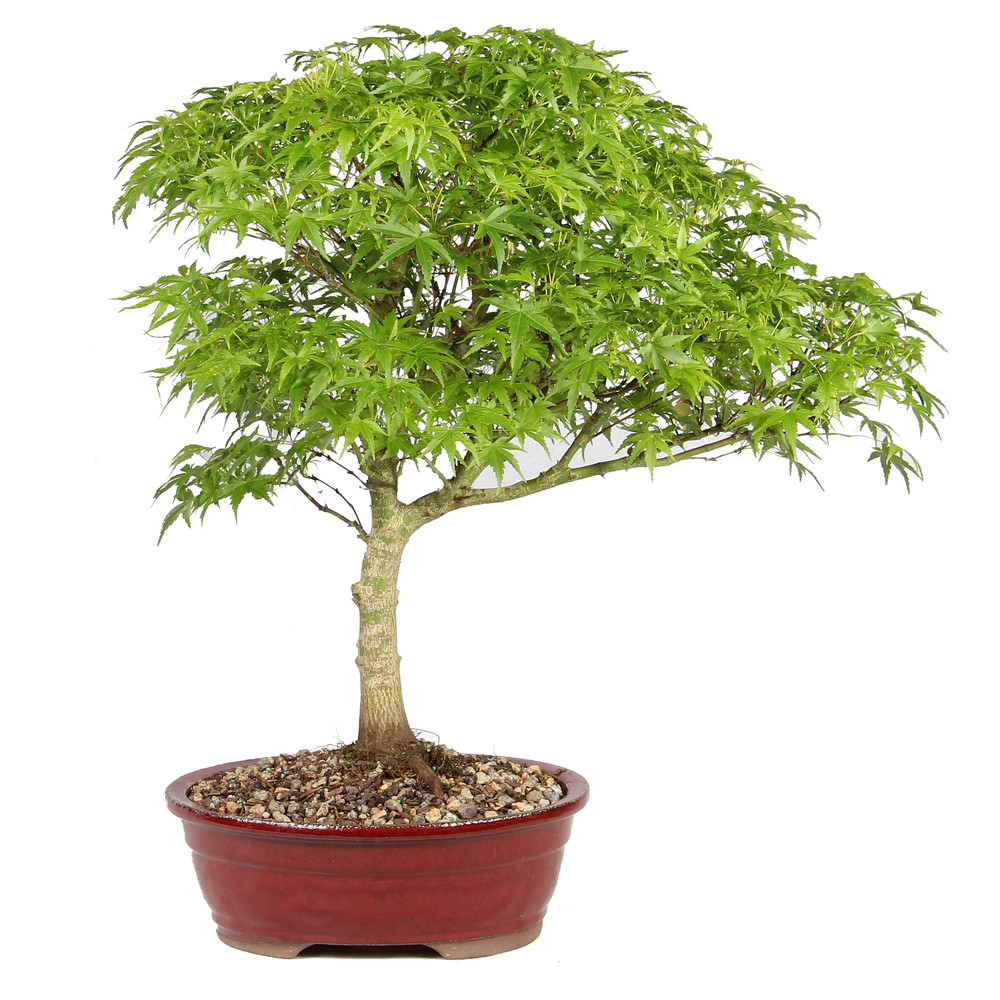 Japenese Maple 'Sharp's Pygmy' in a ceramic container 