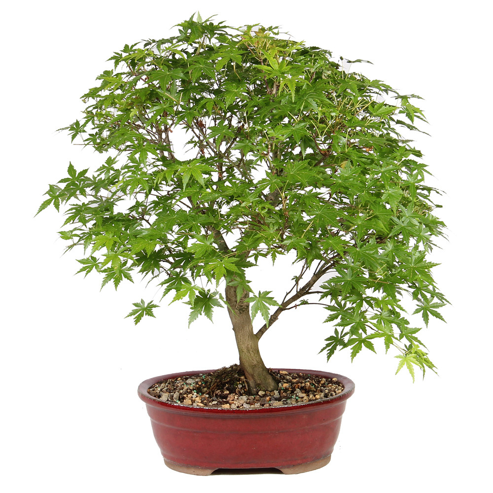 Japanese Maple - ST1326JMSP-L - Brussel's Bonsai