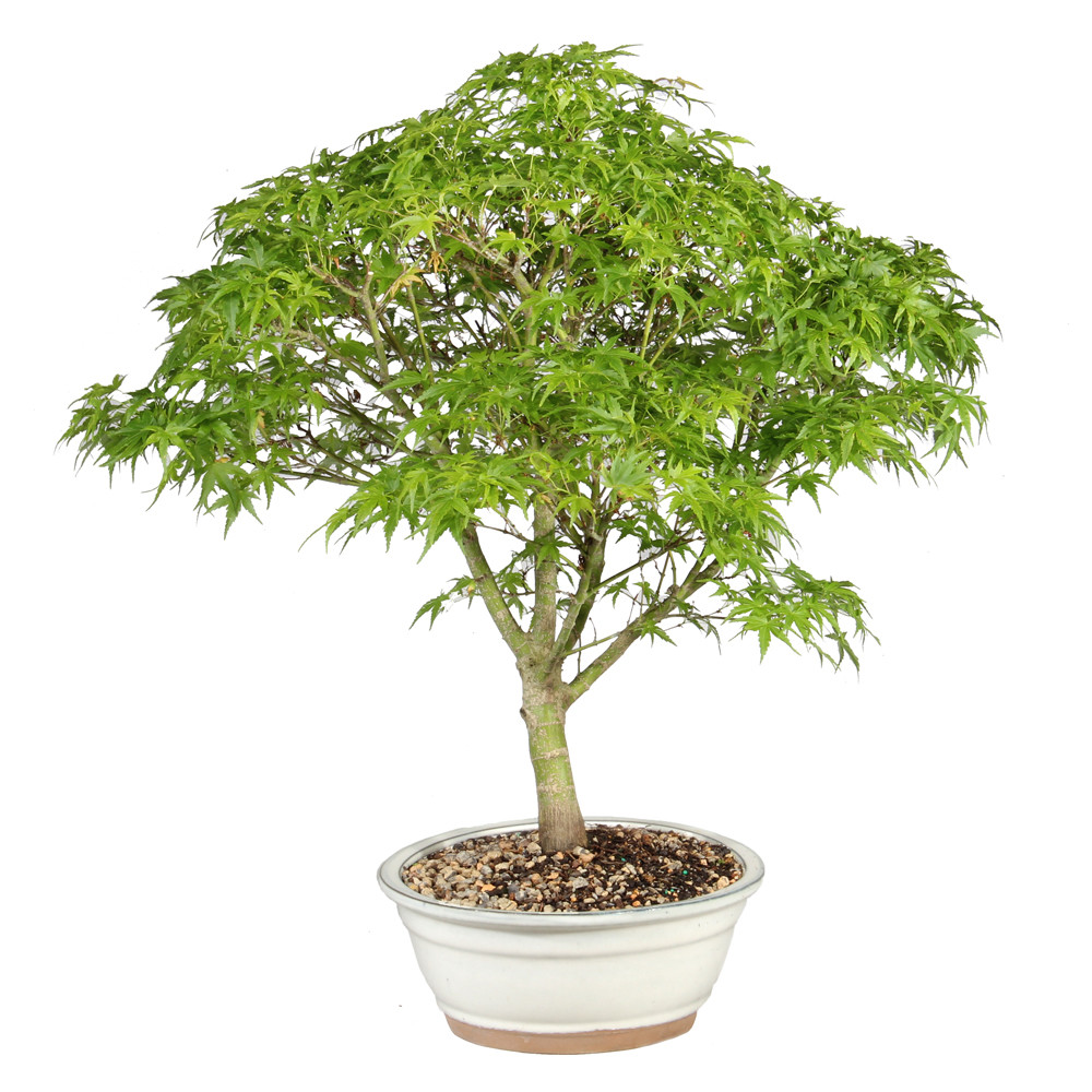 Japanese Maple right side view 