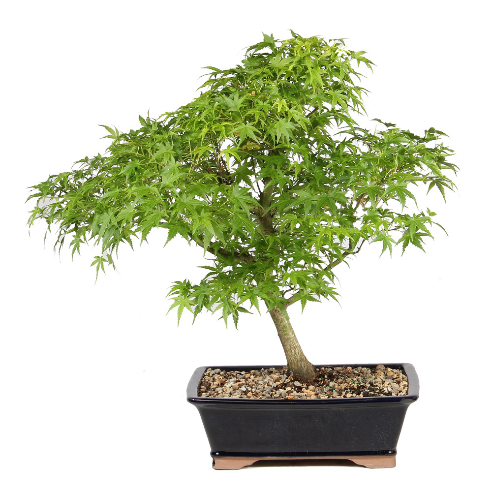 Japanese Maple in a bonsai container 