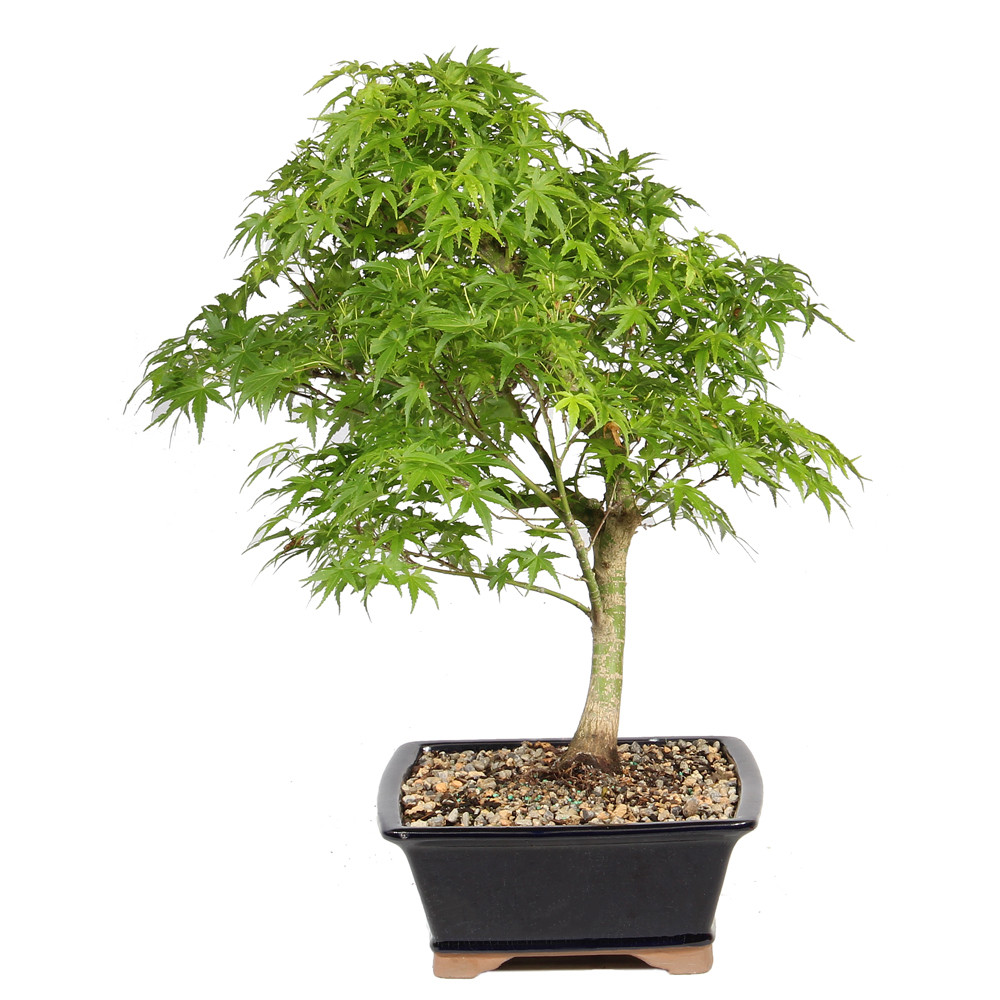 Japanese Maple right side view 