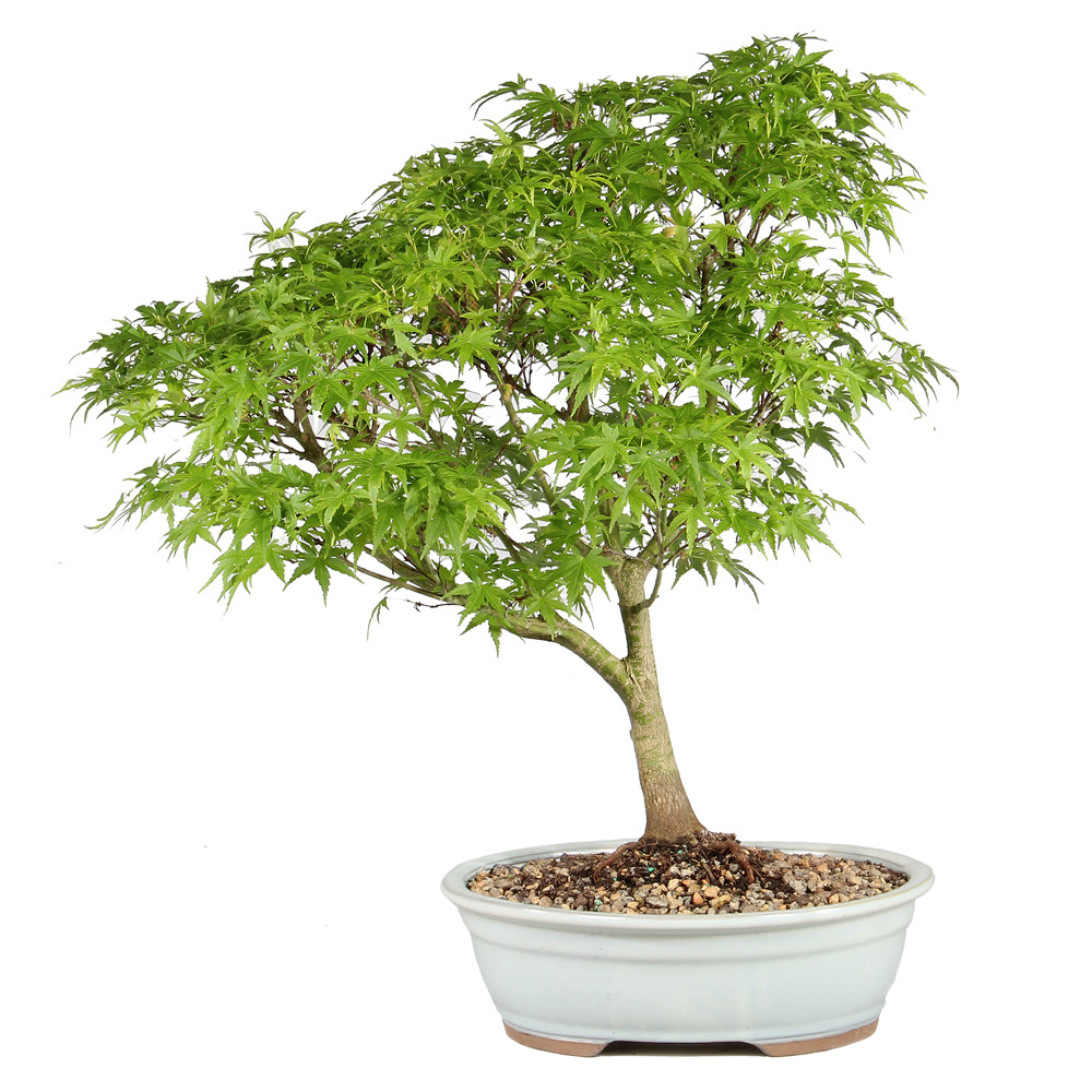 Japanese Maple in a bonsai container 