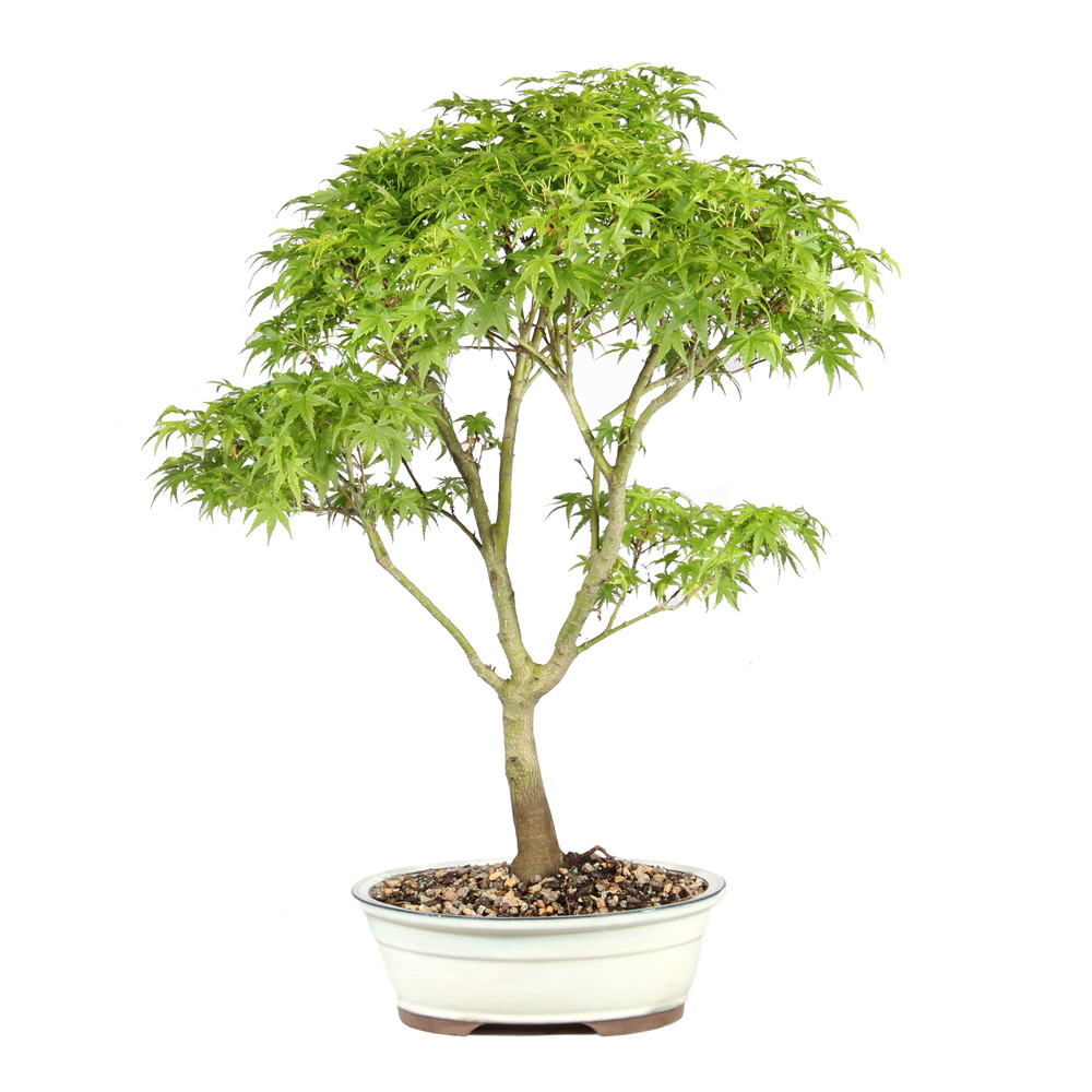 Japanese Maple in a bonsai container 