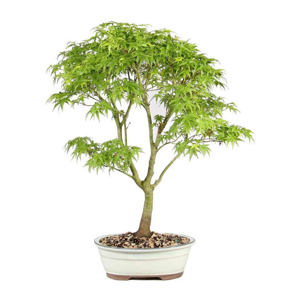 Japanese Maple back view