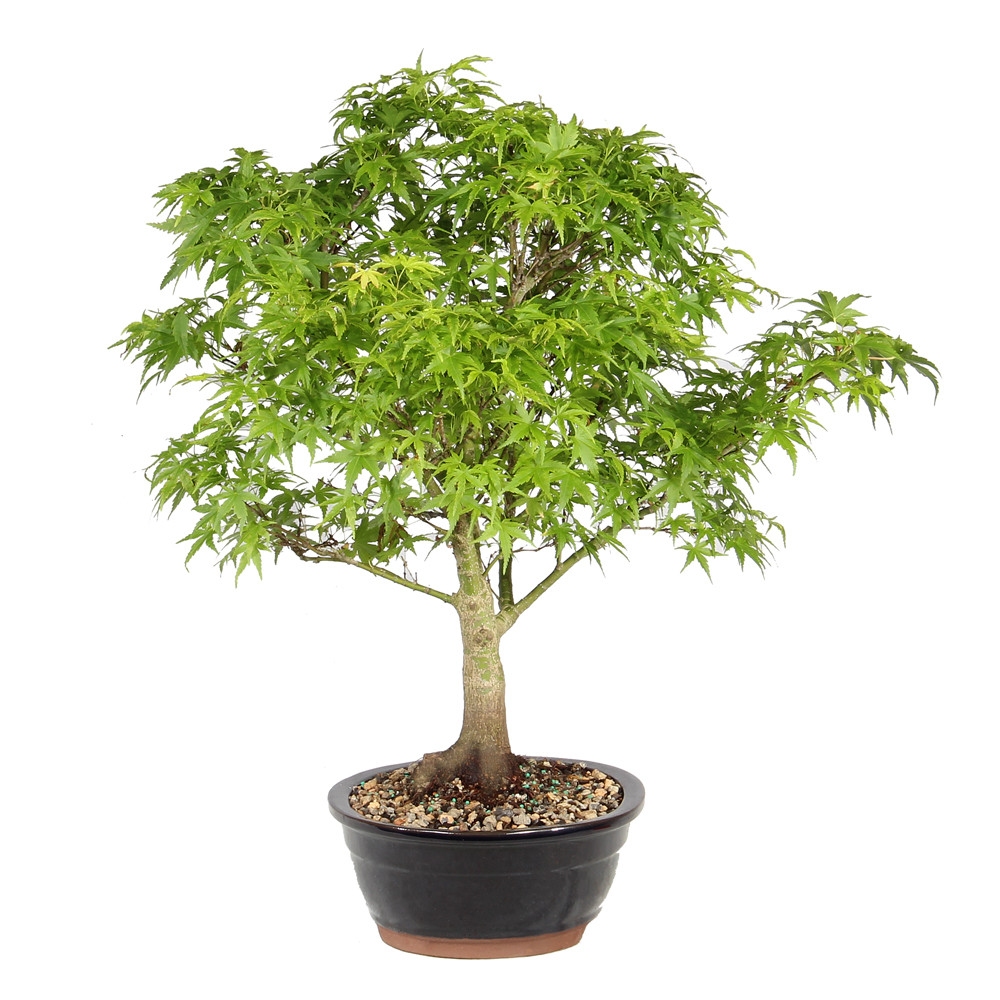 Japanese Maple right side view 