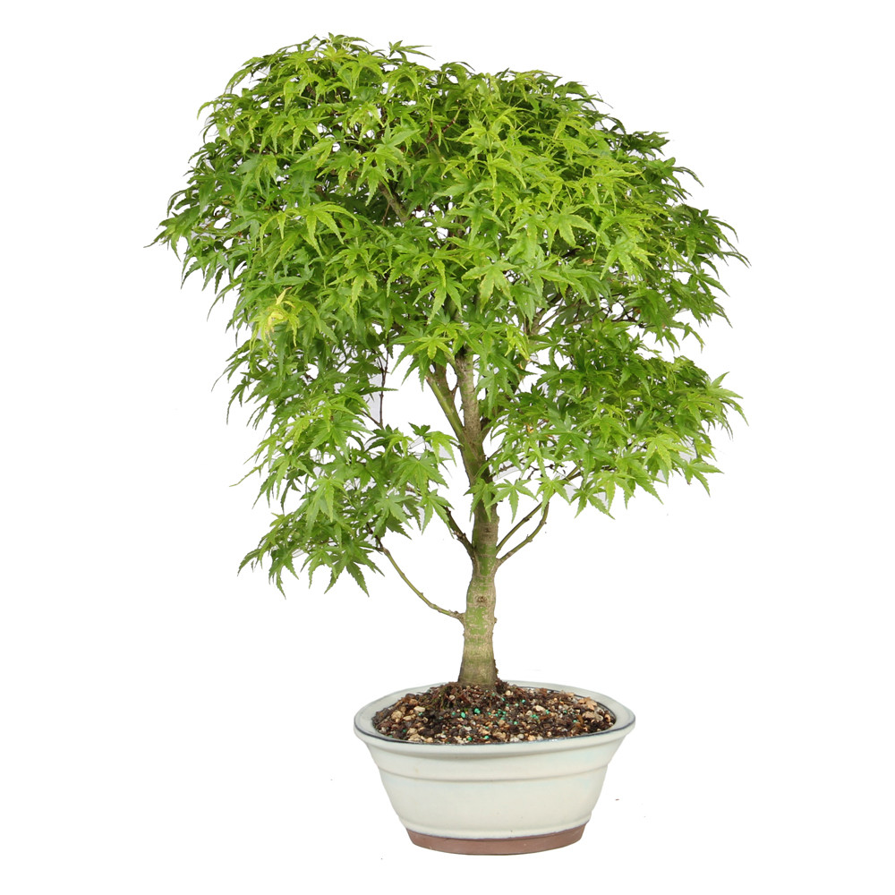Japanese Maple left side view 