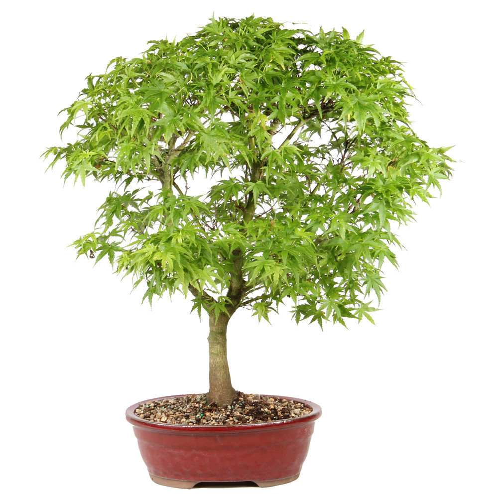Japanese Maple in a bonsai container 