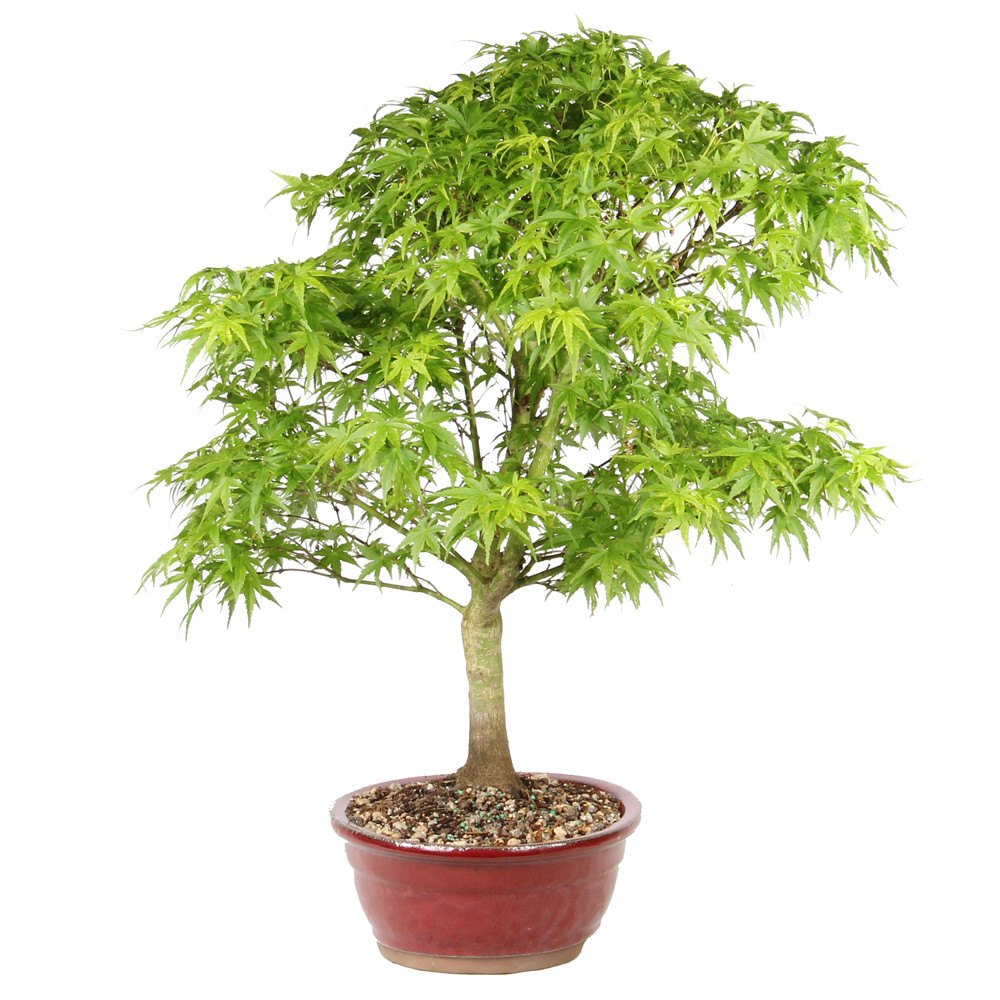 Japanese Maple left side view 